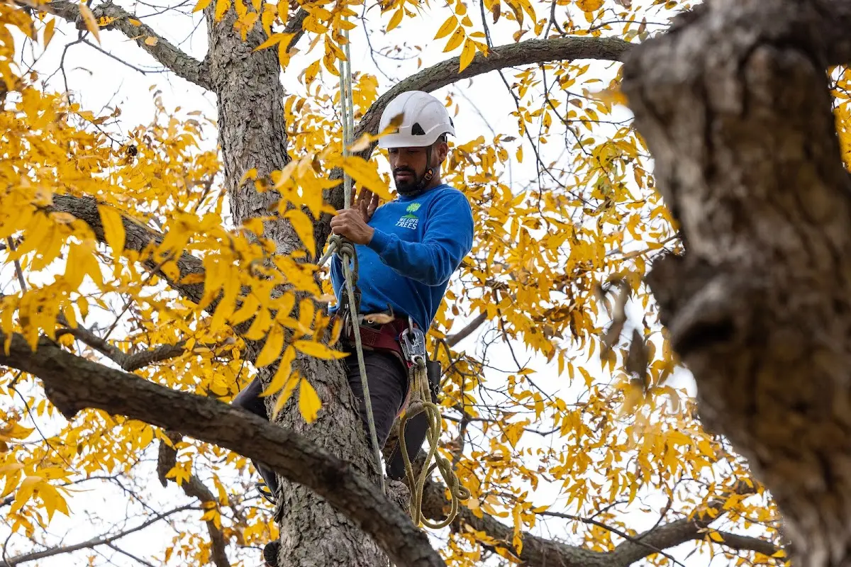 Skilled Tree Trimming crew working in Middlefield